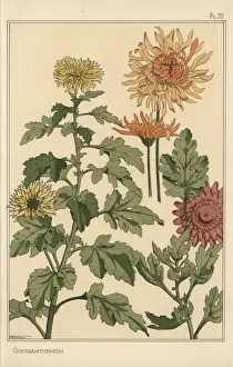 Eugene Grasset Drucke: Botanische Studie des Chrysanthemen