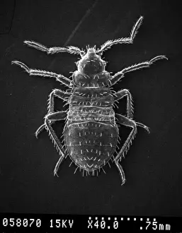 Käfer Cimex lectularius, Bettwurm