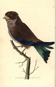 George Shaw Natural History Books Drucke: Cinnamon or broad-billed roller, Eurystomus glaucurus