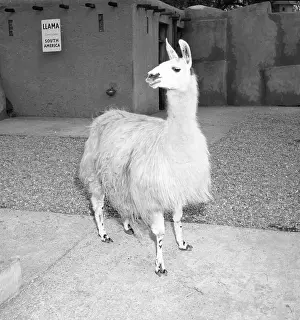 Zoo Animals Drucke: Llama