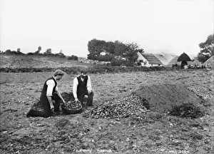 Northern Ireland Landscape Drucke: Clamping Potatoes