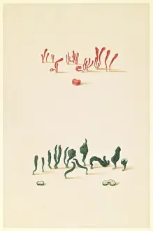 Ferdinand Bauer Watercolour Drucke: Clavulinopsis miniata
