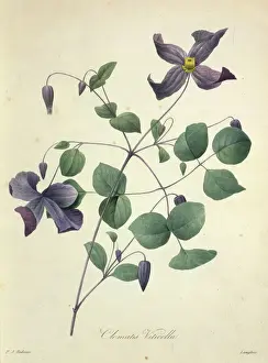 Klematitis viti-kel-la, polnischer Geist