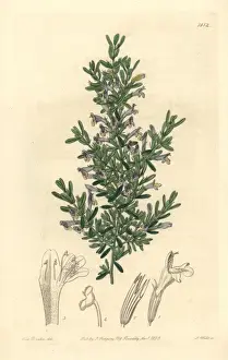 The Botanical Register History Drucke: Clinopodium chilense