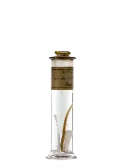 Natural History Museum Collection Drucke: Clinus crinitus