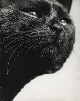 Retro Pet Pictures Drucke: Closeup of black cat