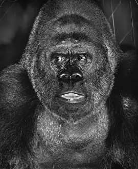 Enthüllung eines Gorillas in einem engen Nahaufnahme