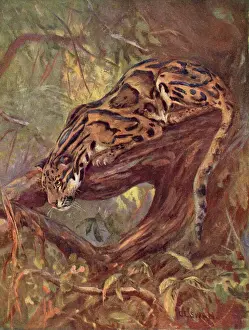 Drucke von Ein Nebelfuchs auf einem Baum Grauer Leopard Drucke: Wolfsbartkatze