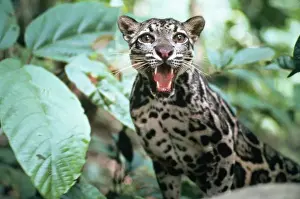 Drucke von Fuchs der Nebelwolke - knurrend (Neofelis nebulosa). Verteilung: Nepal - Südchina. Sumatra, Bornäu und Taiwan Grauer Leopard Drucke: Fuchsgeisterkatze - knurrend