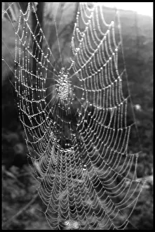 Natural Background Images Drucke: Cobweb