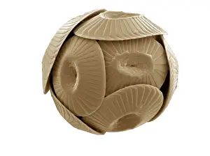 Scanning Electron Micrograph Images Drucke: Coccolithus pelagicus