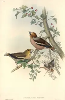 Eudicot Flowering Plants Drucke: Coccothraustes coccothraustes, hawfinch