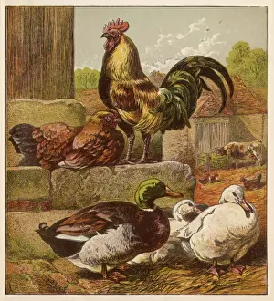 Farm Animals Images Drucke: Cock and Ducks