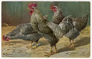 Gallus Domesticus Images Drucke: Cock and Hens