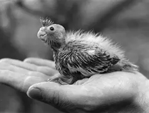 Vintage Bird Images Drucke: Cockateil Chick