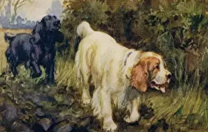 Drucke von Kockers und Klumberspanielle. Künstlerin: Eileen Hood. Wasserfarbe von Hunden, die im Land spazieren gehen, Datum: um 1922 Spaniel Cocker Drucke: Kockers und Klumberspanielle