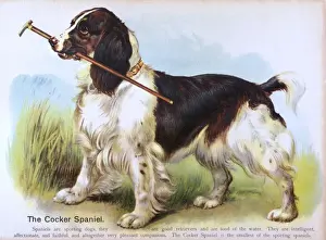 Vintage Dog Breeds Drucke: Cocker Spaniel (Anon)