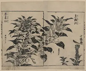 Japanese Prints Drucke: Cockscomb and two kinds of amarantha