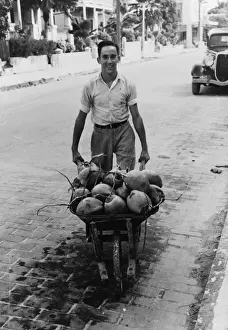 US West Coast Landscapes Drucke: Coconuts, Key West, Florida
