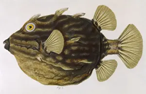 Historical Marine Life Drucke: Coffer Fish 1849