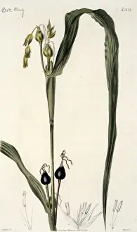 Monocot Flowering Plants Drucke: Coix lachryma, pit pit grass