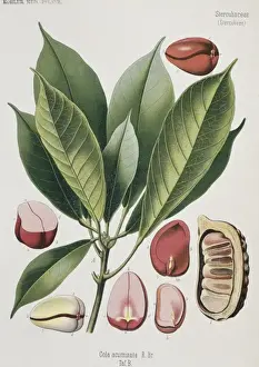 Tropical Plant Images Drucke: Cola acuminata, cola nut