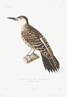 Kolpates Pitius, chilenischer Flicker