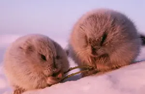 Drucke von Kolbenmurmeltier - x 2 im Winter ernährt sich von Zwergweide (Dicrostonyx torquatus). Antarktische Tundra der Peninsulatajmyr in Russland Torquatus Drucke: Kolbenmaus - zweimal im Winter fresst auf Zwergweide