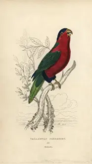 Drucke von Kollarge Lorien, Phigys solitarius. Händegeröhte Stahlgravur von Joseph Kidd aus Sir Thomas Dick Lauder und Kapitan Thomas Brown's Miscellanen der Naturgeschichte: Papageien in Edinburgh (1833) Scottish Borders Drucke: Kragenlori, Phigyss Solitarius