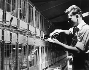 Historical Farming Practices UK Drucke: Collecting Eggs 2 / 2