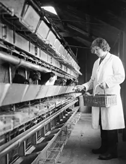 Historical Farming Practices UK Drucke: Collecting Eggs
