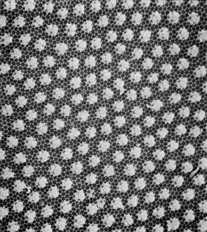 Scanning Electron Microscope Image Drucke: Collembola sp. springtail