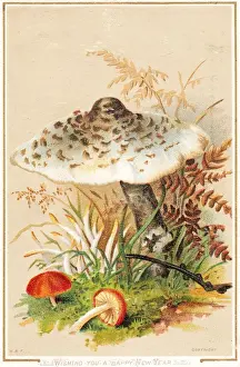 Late 19th Century Greeting Cards Drucke: Colourful toadstools on a New Year card