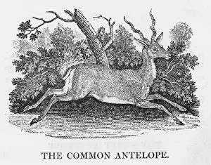 Bewick Prints Drucke: Common Antelope (Bewick)