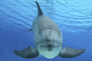 Bottlenose Dolphin Images Drucke: Common Bottlenose Dolphin
