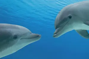 Bottlenose Dolphin Images Drucke: Common Bottlenose Dolphin - two facing each other