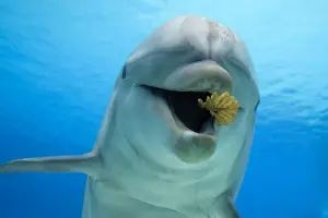 Bottlenose Dolphin Behavior Drucke: Common Bottlenose Dolphin - playing with leaf
