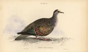 Historical Bird Prints Online Drucke: Common bronzewing, Phaps chalcoptera