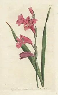 Copperplate Engraving Technique Drucke: Common corn flag, Gladiolus communis