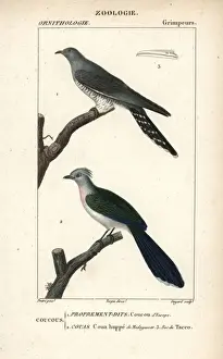 Stipple Engraving Artwork Drucke: Common cuckoo, Cuculus canorus, and crested