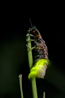Gemeine Glühwurmweibchen - weiblich - kletterte auf der Spitze eines