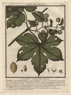 Beer Ingredients Drucke: Common hops, Humulus lupulus