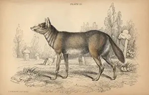 Drucke von Gemeiner Fuchs (Canis aureus) Charles Smith Drucke: Gemeiner Fuchs (Canis aureus)