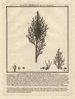 Botanical Copperplate Engravings Drucke: Common juniper tree, Juniperus communis, with berries