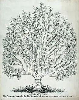 Das allgemeine Recht im Einklang mit einem Baum