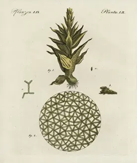 Friedrich Johann Bertuch Artwork Drucke: Common moss, Phascum cuspidatum, and pond algae