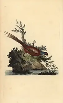 Handcolored Prints Drucke: Common pheasant, Phasianus colchicus