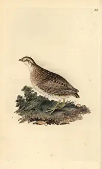 Kommunaler Wachtel, Coturnix coturnix