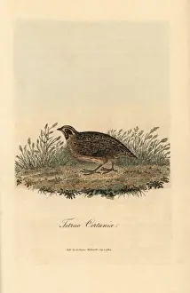 Historical Bird Prints Online Drucke: Common quail, Coturnix coturnix