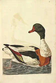 Gewöhnlicher Schildente